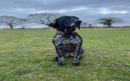 Mixed Breed dogs for sale: 6 month old small puppy  - Image 9