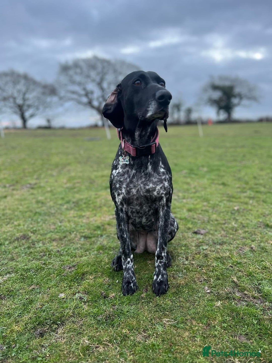 Mixed Breed dogs for sale: 6 month old small puppy  - Image 9