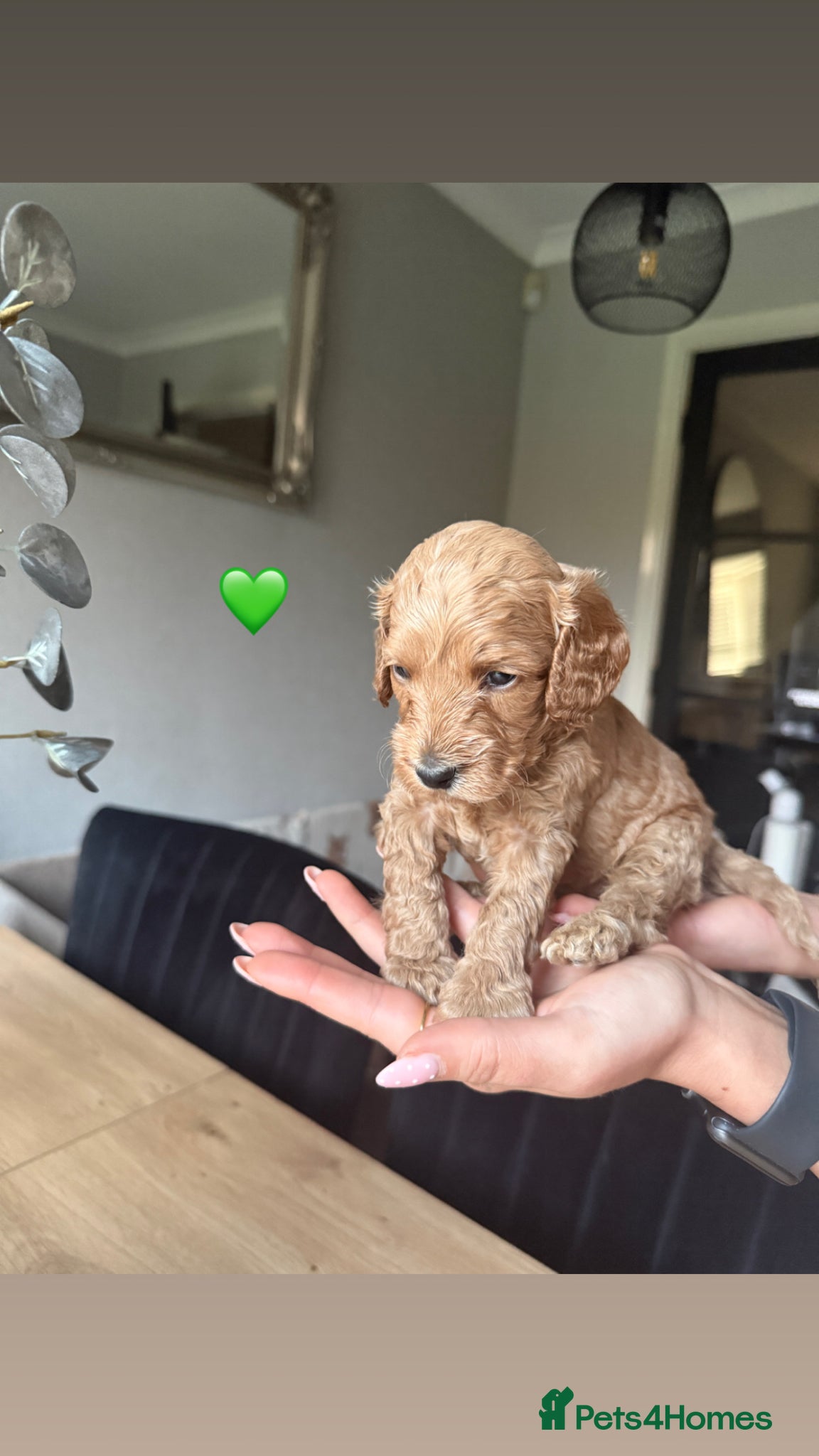 Cockapoo dogs F2 Cockapoo Puppies- Looking for Forever Homes! 🐾 - Advert 2