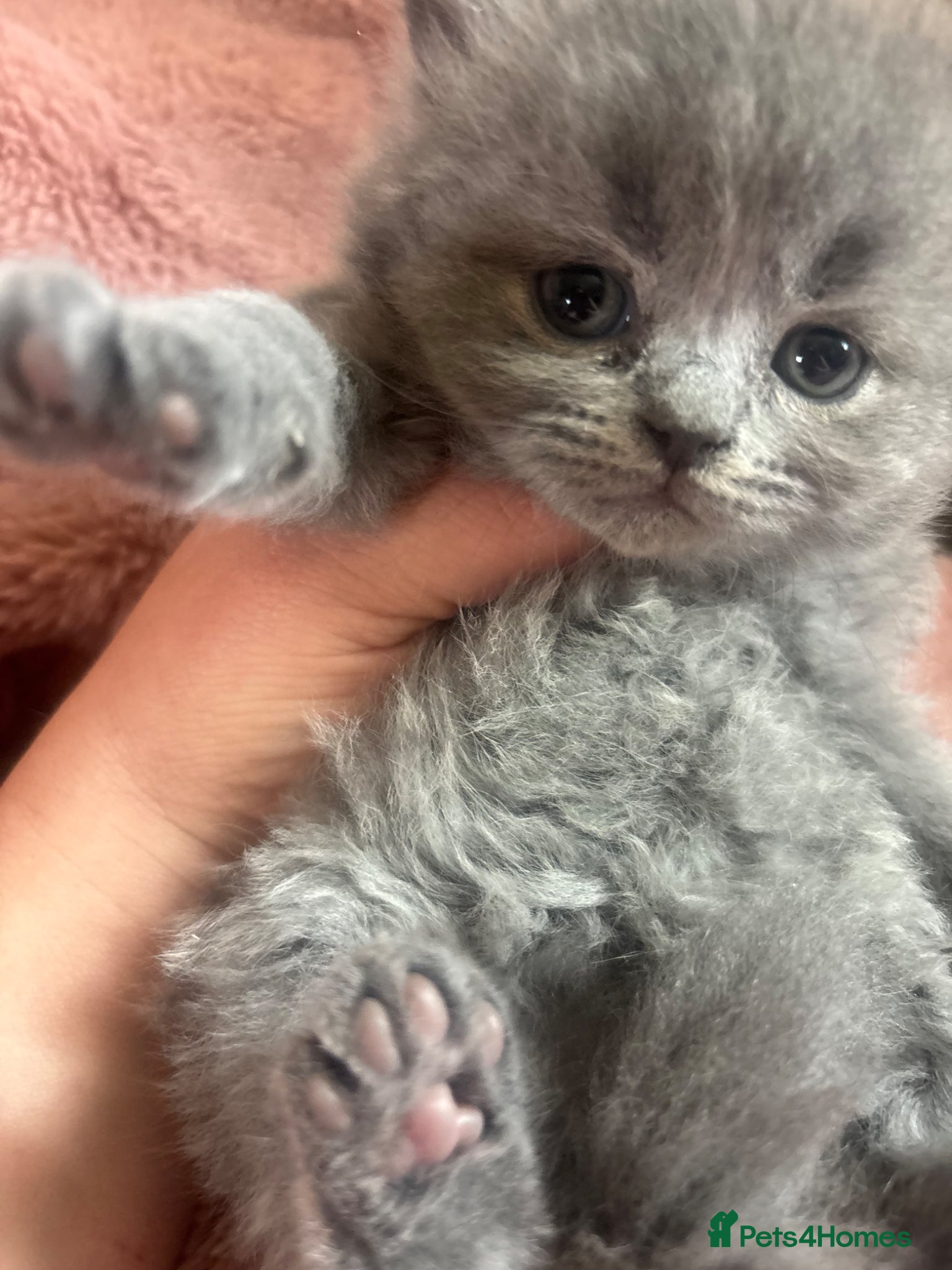 British Longhair cats for sale: British long haired blue girls  - Advert 7