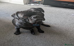 Frug dogs for sale: Frug - 2 years old - Image 1