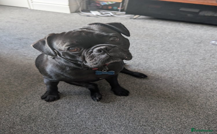 Frug dogs - Advert 1