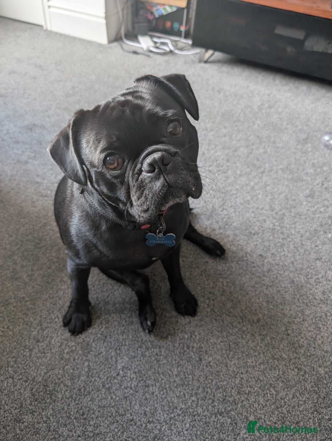 Frug dogs for sale: Frug - 2 years old - Image 1