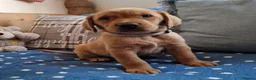 Springador dogs for sale: STUNNING FOX RED SPRINGADOR PUPPIES - Advert 9