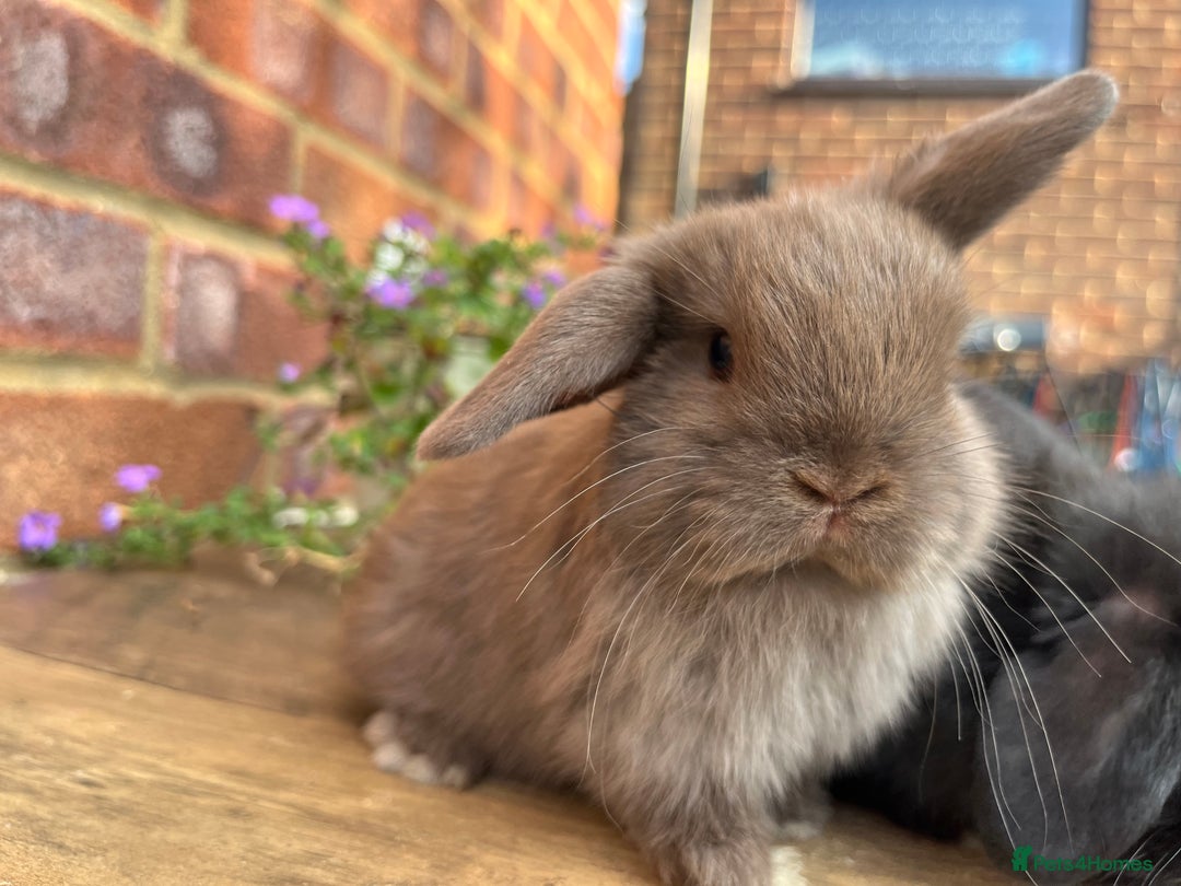 Mini Lop rabbits for sale: Mini lop babies RTL 2nd September - Image 10