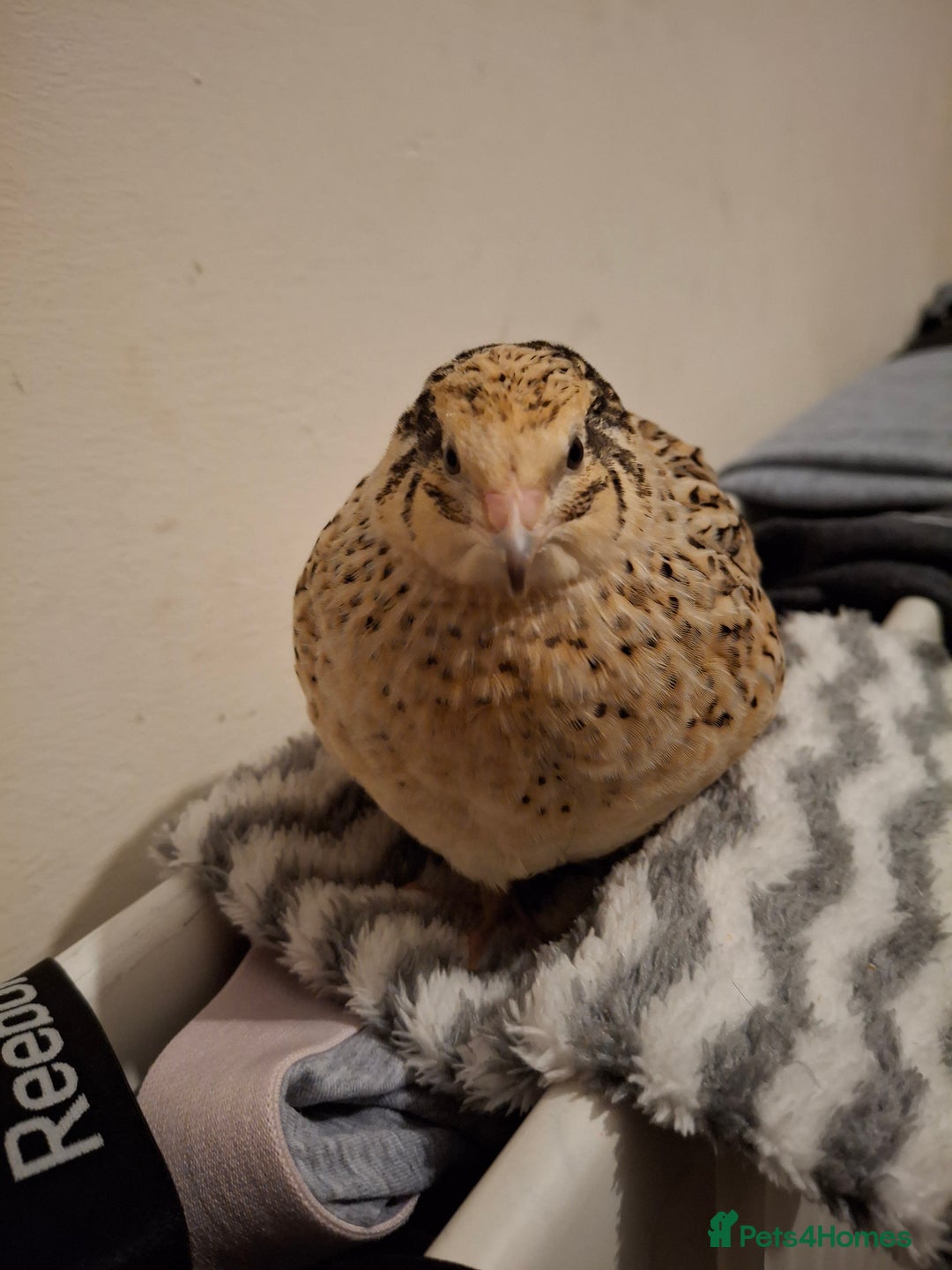 Mixed Breed birds for sale: 2 femail quails with cage - Advert 9