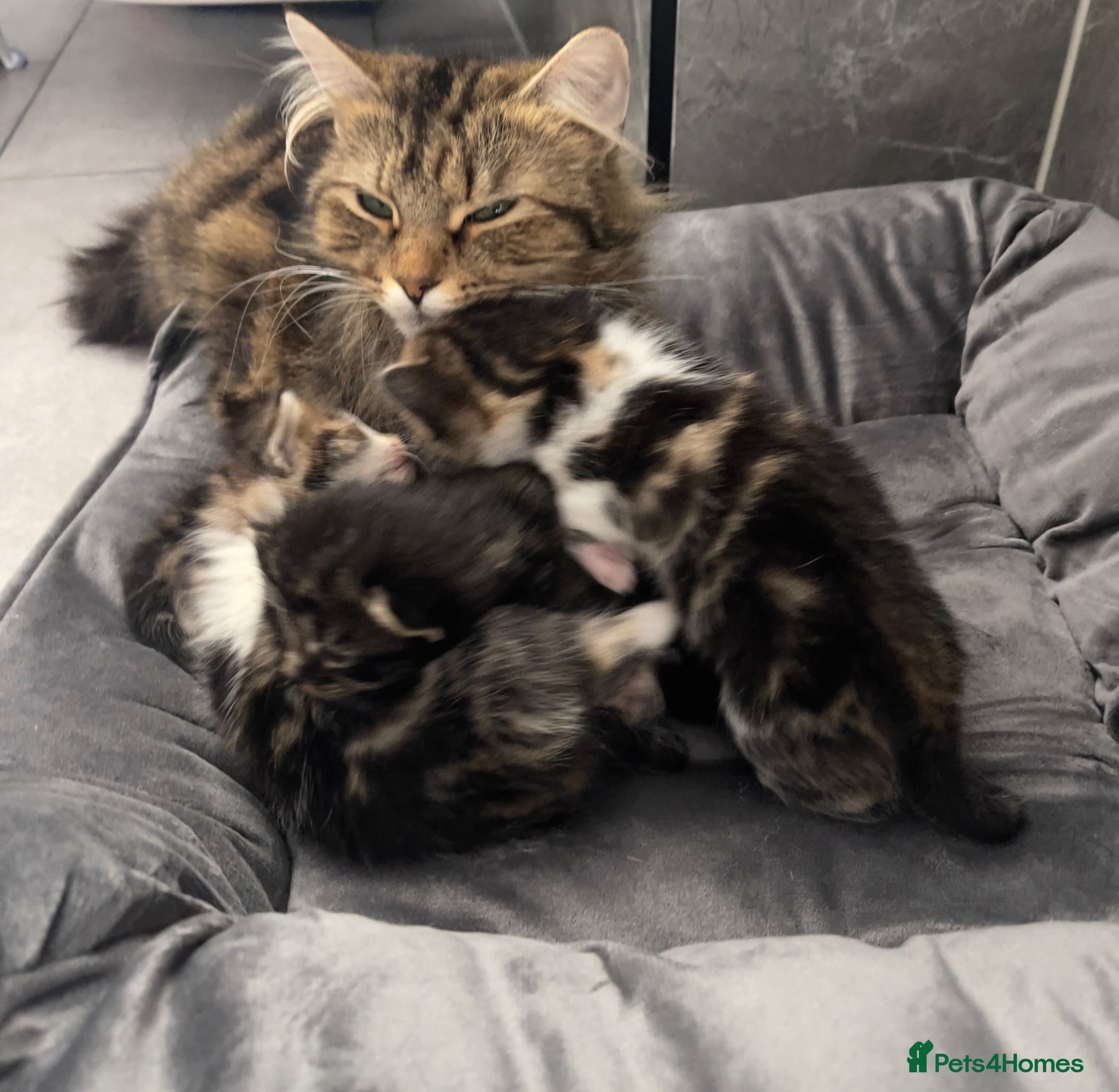 Mixed Breed cats Adorable Female Cats for sale - Advert 6