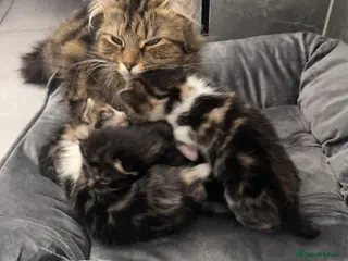 Mixed Breed cats Adorable Female Cats for sale - Advert 1