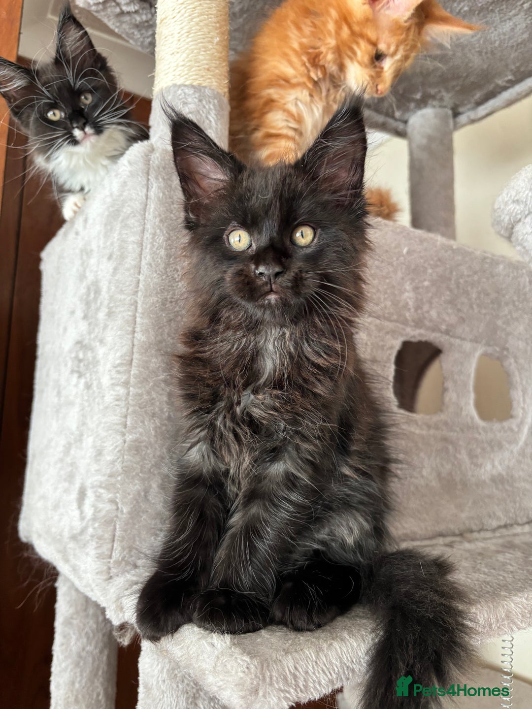 Maine Coon cats for sale: Maine coon - Image 11