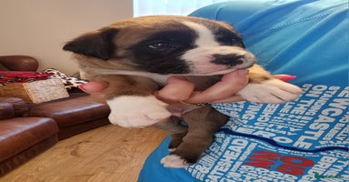 Boxer dogs - Advert 3