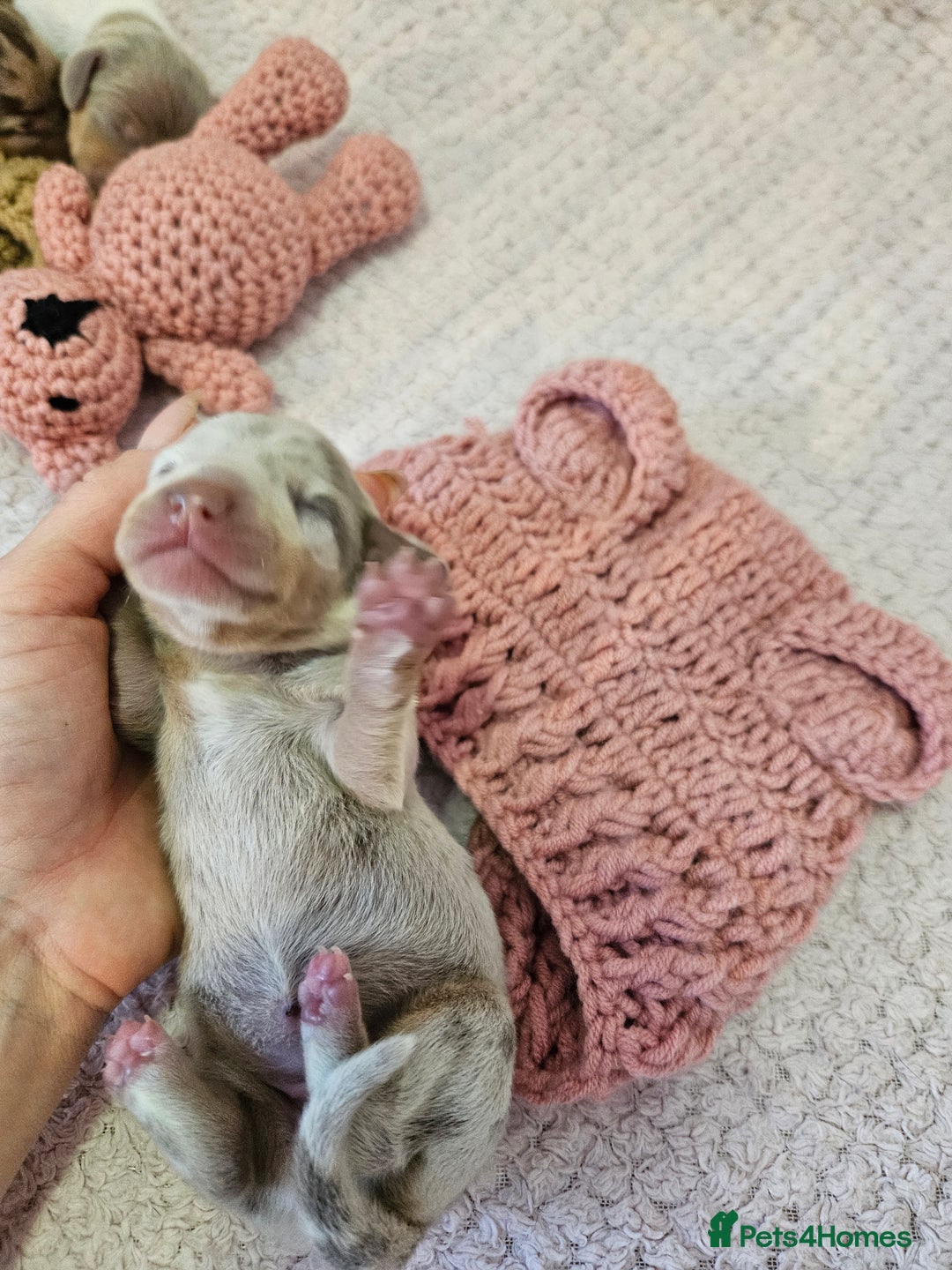 Miniature Dachshund dogs for sale: Stunning KC miniaturedachshunds KC - Advert 20