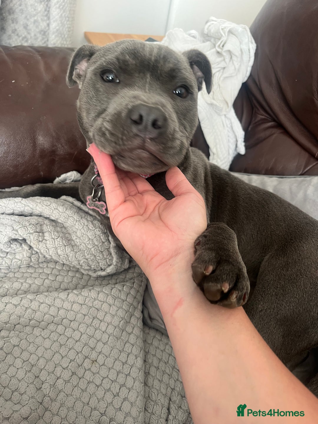 Staffordshire Bull Terrier dogs for sale: 1 year old blue staff - Advert 3