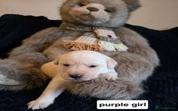 Labrador Retriever dogs for sale: Mr Neil Houston - Image 9