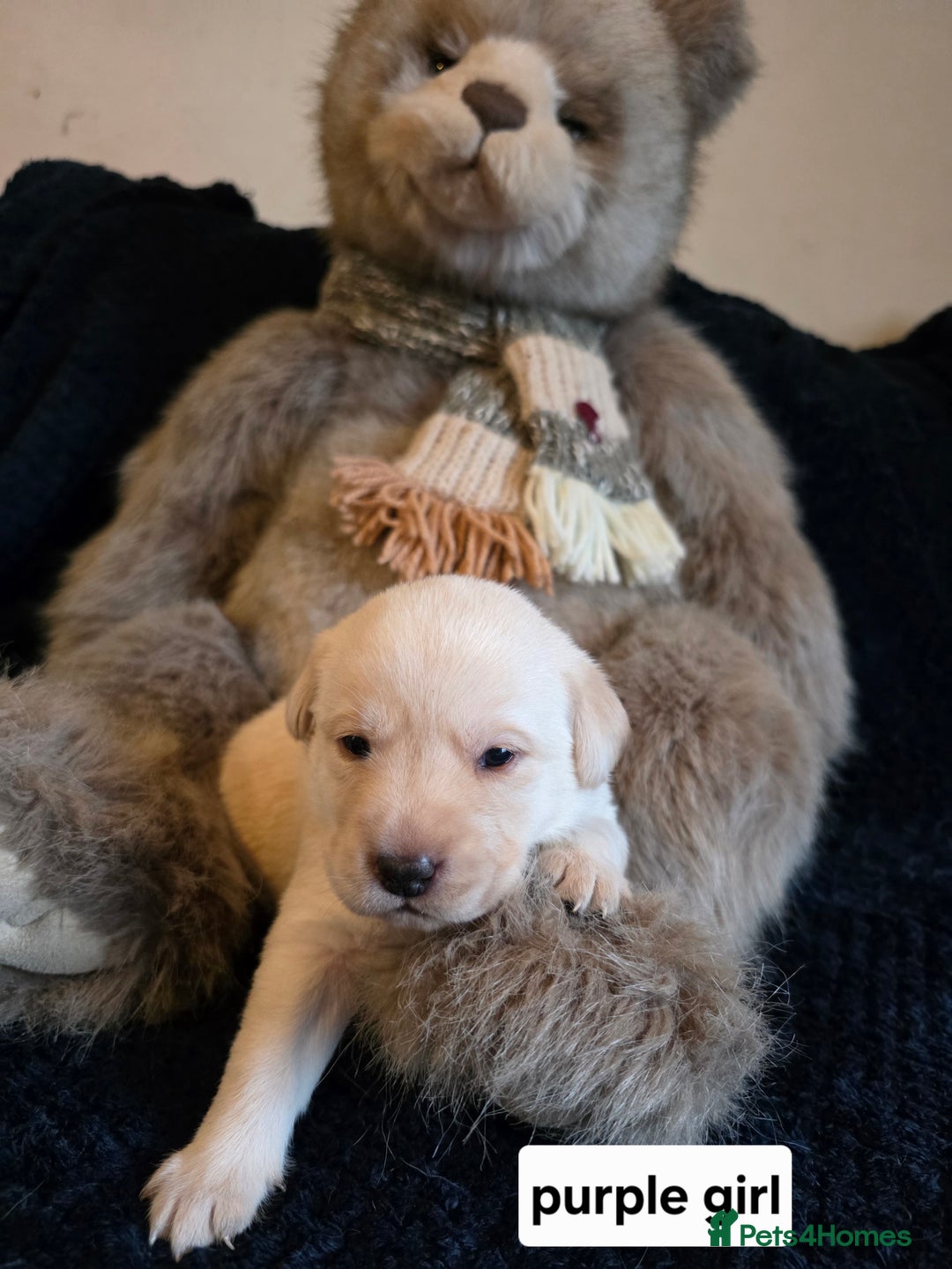 Labrador Retriever dogs for sale: Mr Neil Houston - Image 9