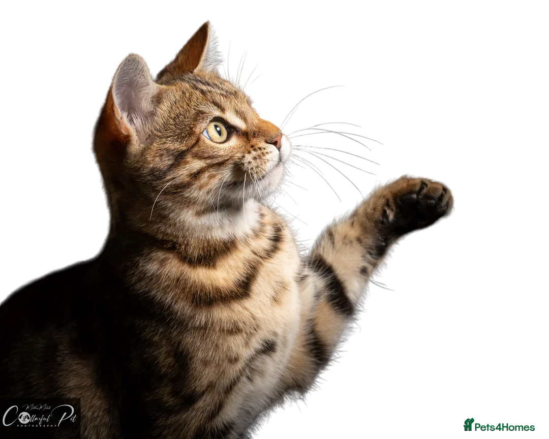 Bengal cats for sale: Beautiful Pedigreed Queen as a breeder - Advert 1