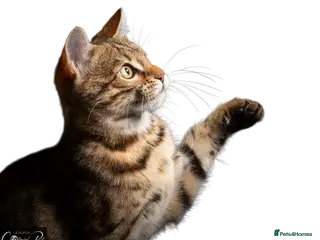 Bengal cats Beautiful Pedigreed Queen as a breeder - Advert 1