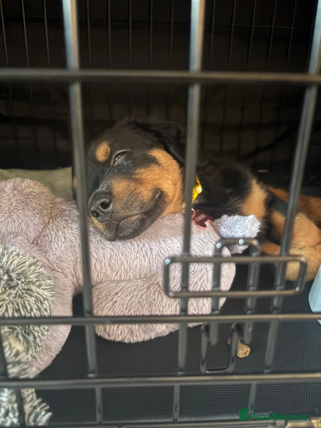 Rottweiler dogs for sale: Gorgeous 9 week Rottweiler puppy in Luton - Advert 5