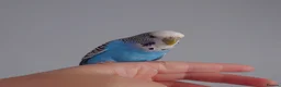 Mixed Breed birds for sale: Hand tame pair of budgies and semi tame Quaker  - Advert 7