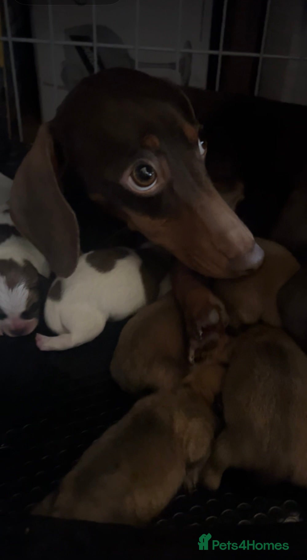 Mixed Breed dogs Dameranian Fluffballs  - Advert 1