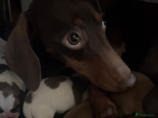 Mixed Breed dogs Dameranian Fluffballs - Advert 16