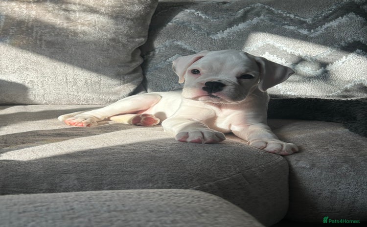 Boxer dogs - Advert 2