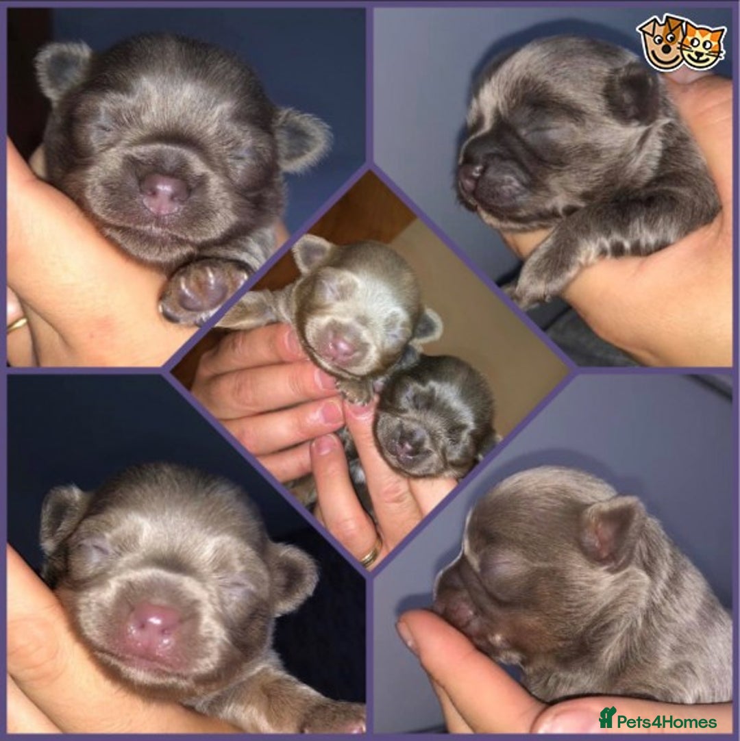 Chihuahua dogs for stud: KC Lilac Tri Long Coat Chihuahua Well Proven Stud in Washington - Advert 12