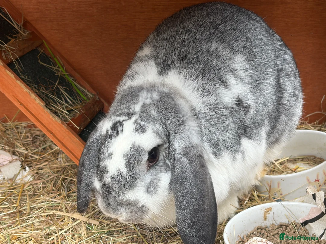 English Lop rabbits for sale: Female and male rabbit - Advert 1