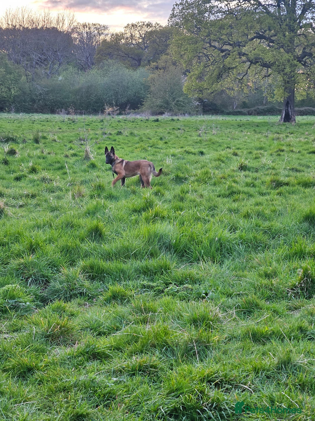Belgian Shepherd Dog dogs for sale: Belgian Malinois is due before 5th of January - Advert 10
