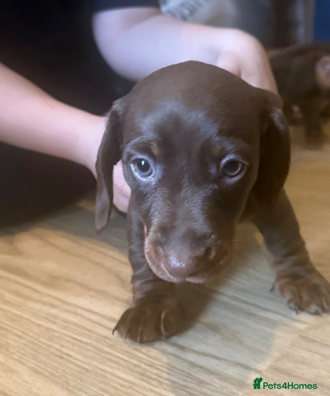 Miniature Dachshund dogs for sale: Beautiful KC registered miniature dachshunds - Advert 34