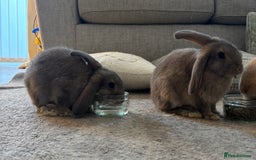 Mini Lop rabbits for sale: 2 grey mini lip boys  - Image 3