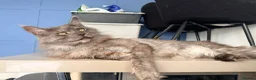Maine Coon cats for sale: 3 stunning TICA Boys - Advert 11
