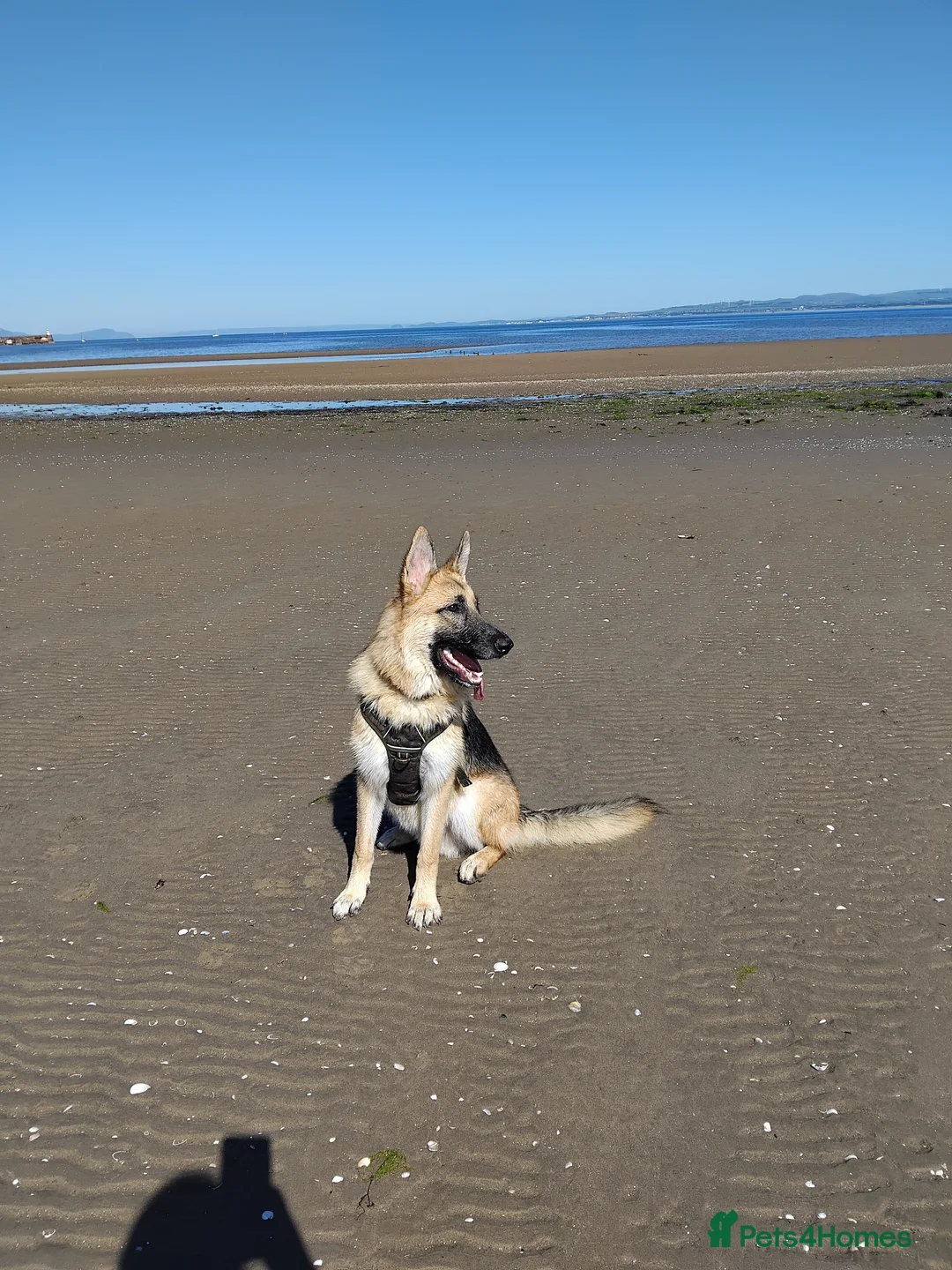 German Shepherd dogs for stud: Ragnar the German Shepherd stud - Advert 11