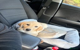 Labrador Retriever dogs for sale: Beautiful Andrex dog  - Image 2