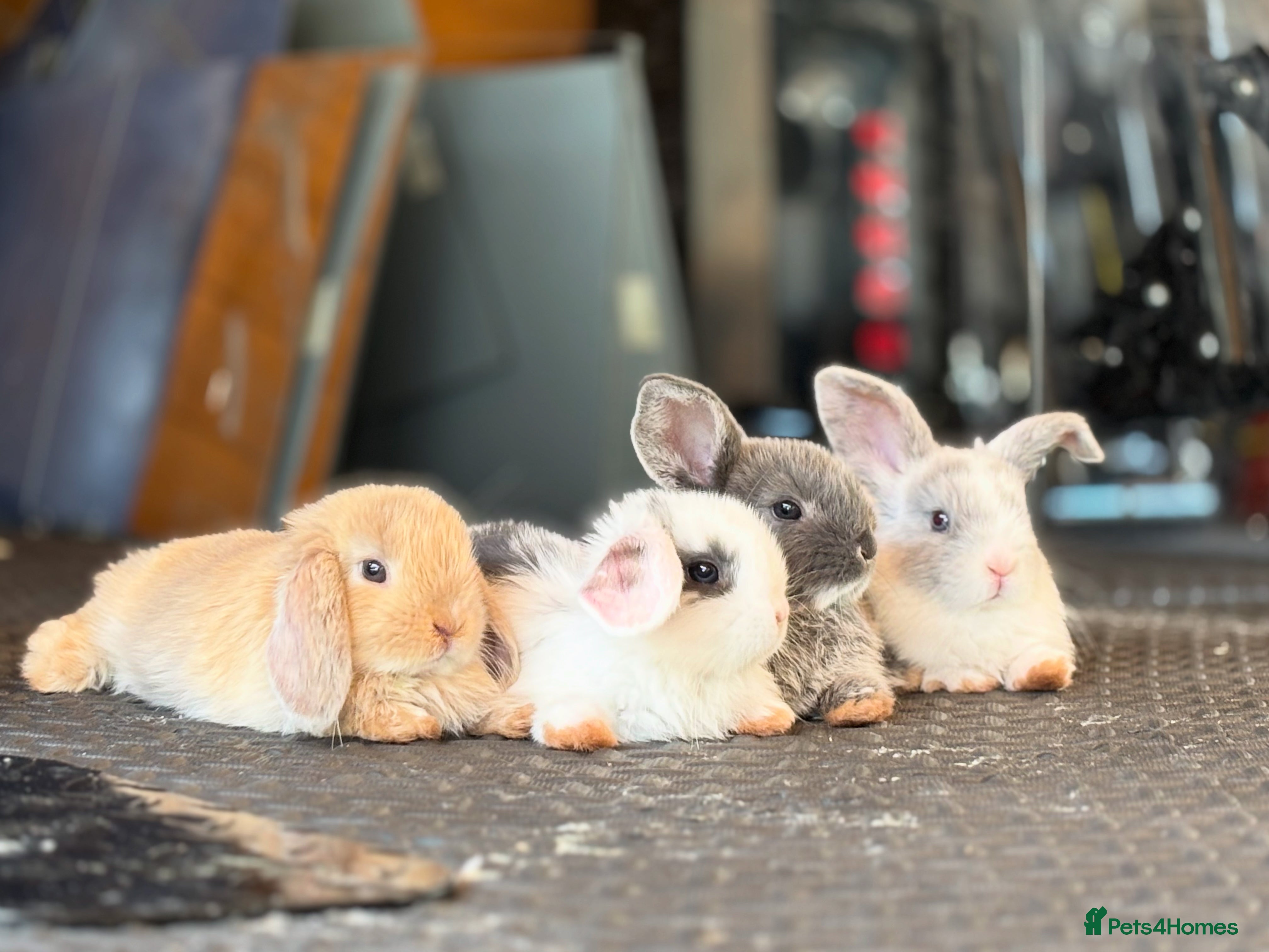 Mini Lop rabbits White & Blue Mini Lops - Advert 1