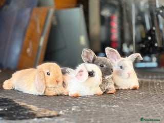 Mini Lop rabbits White & Blue Mini Lops - Advert 3