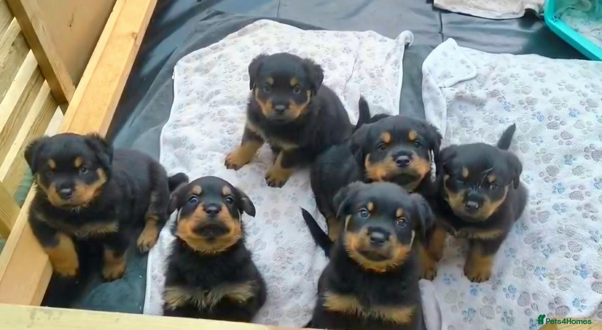 Rottweiler dogs Beautiful Family Raised Rottweiler Puppies - Advert 1