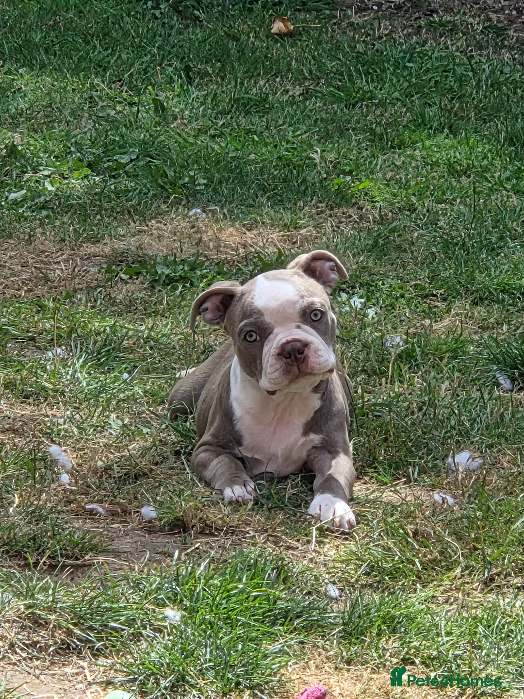 Boston Terrier dogs for sale: 8th Generation KC Reg Boston Terrier Puppies  - Advert 2