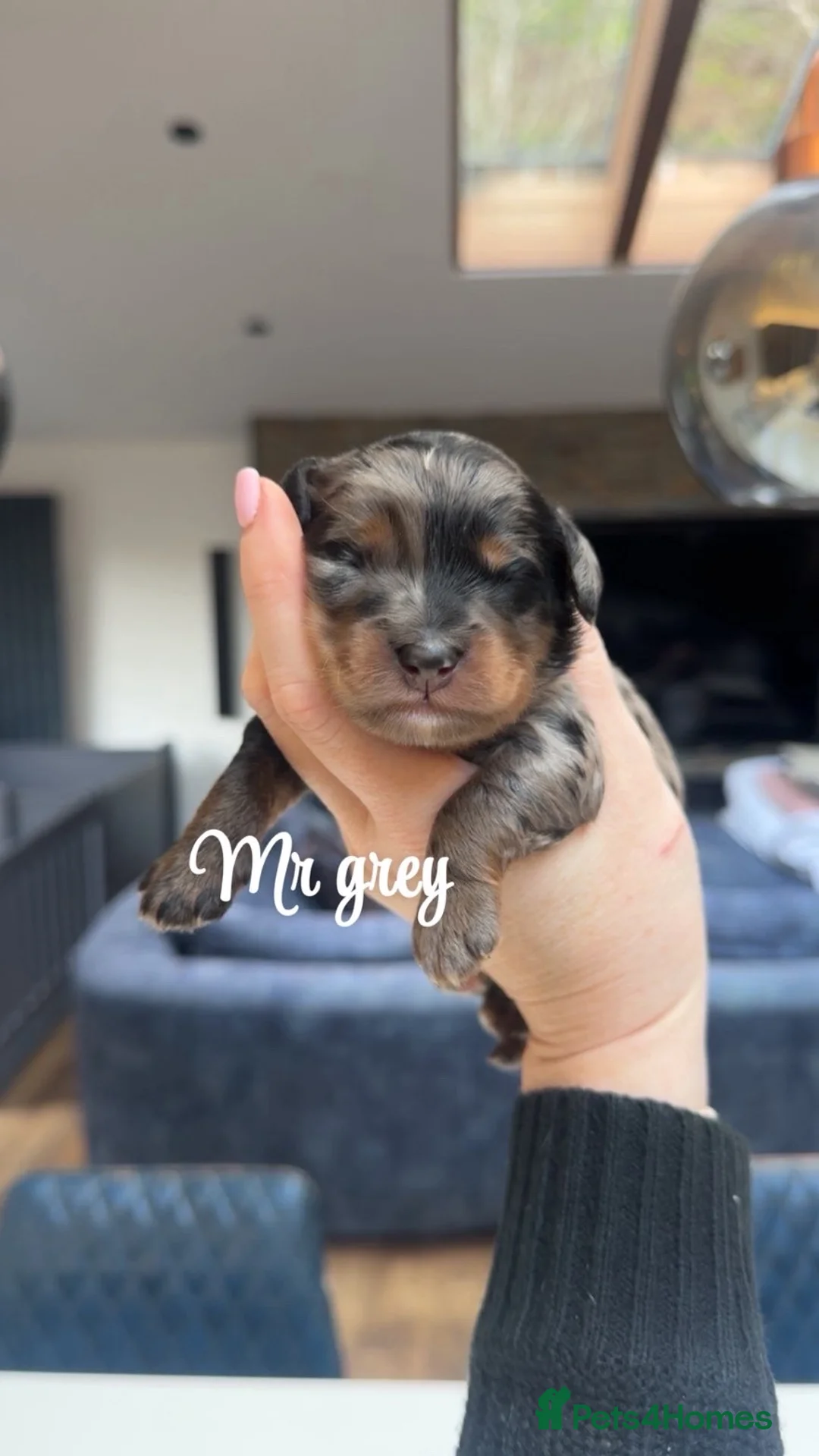 Bernedoodle dogs for sale: Merle, Black & Tan Mini Outstanding Bernedoodles - Advert 19