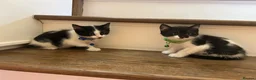 Mixed Breed cats for sale: beautiful shorthair/longhair kittens  - Advert 9