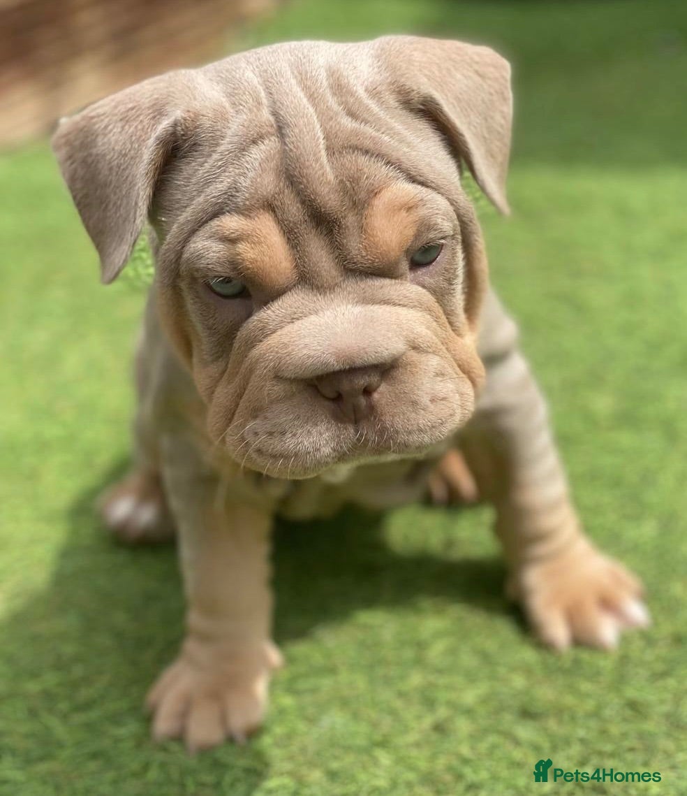 Mixed Breed dogs French bulldog X Pocket bully - Advert 2