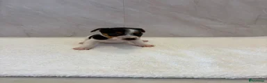 Jack Russell 2