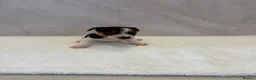 Jack Russell dogs for sale: Jack russell - Advert 5