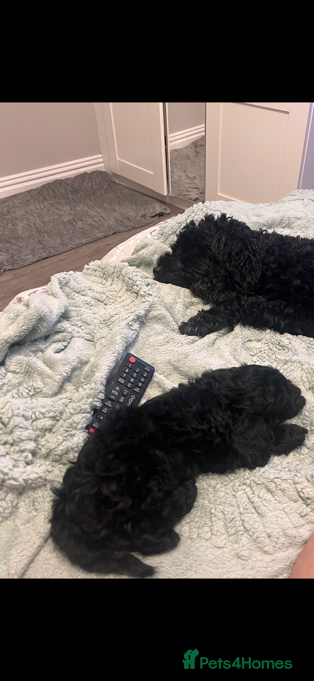 Cockapoo dogs for sale: Stunning Cockapoo puppy 🐶🤍 - Image 3