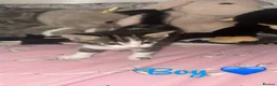 Mixed Breed cats for sale: 4 mixed bread kittens  in Sheerness - Advert 6