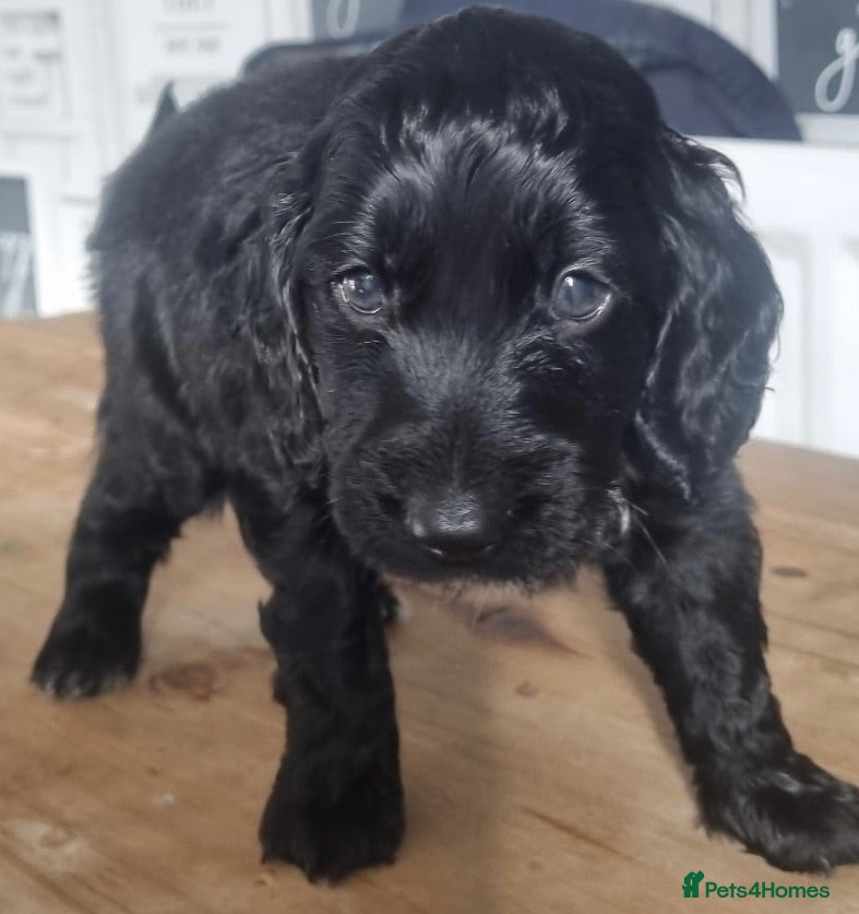 Cockapoo dogs Black cockapoo puppies - Advert 1