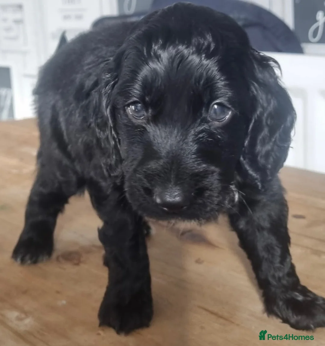 Cockapoo dogs for sale: Black cockapoo puppies - Advert 1
