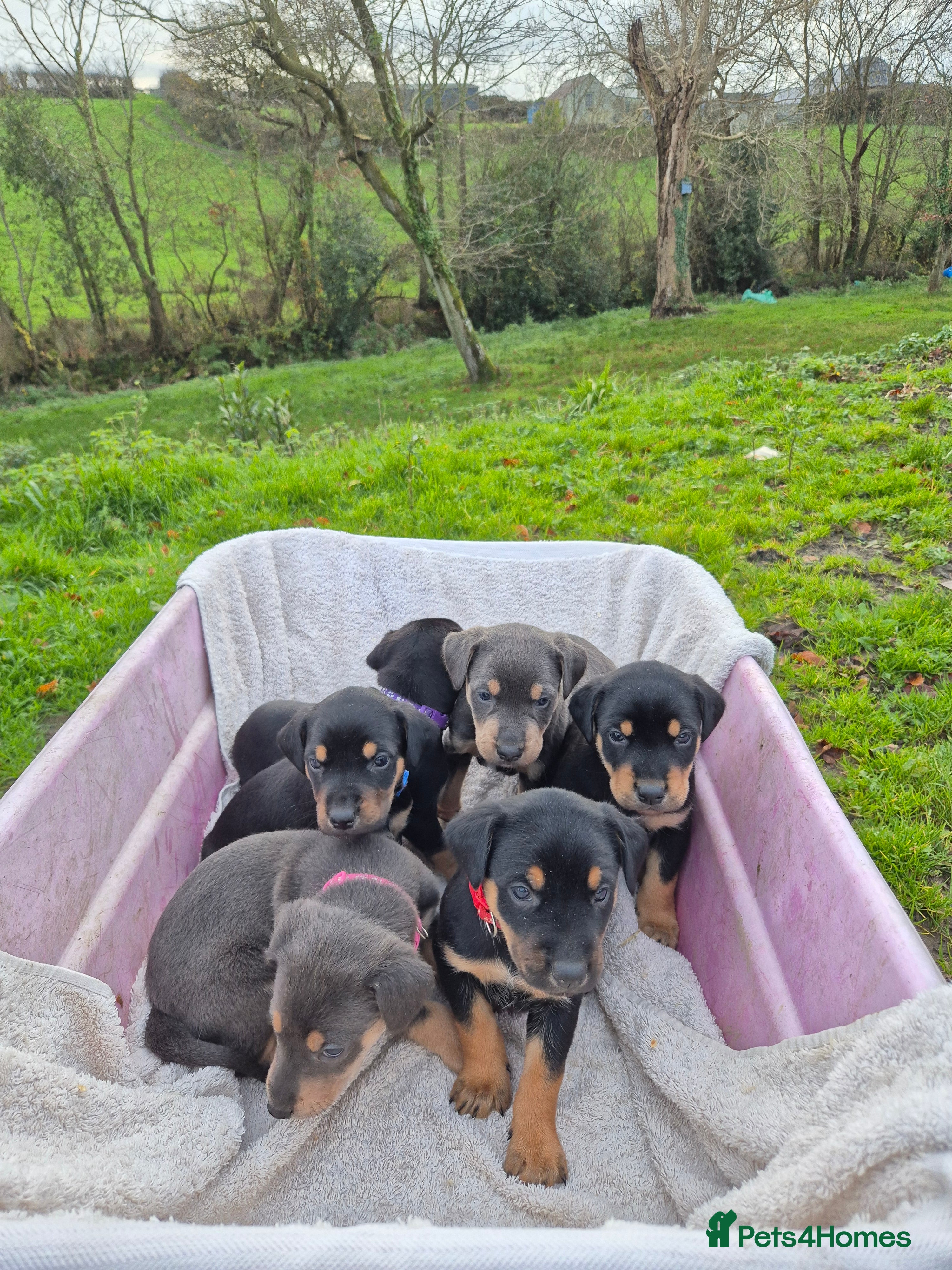 Mixed Breed dogs Huntaway x collie pups - Advert 3