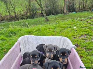 Mixed Breed dogs Huntaway x collie pups - Advert 3