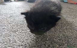 British Longhair cats for sale: 5 beautiful fluffy kittens – 4 girls, 1 boy - Image 6