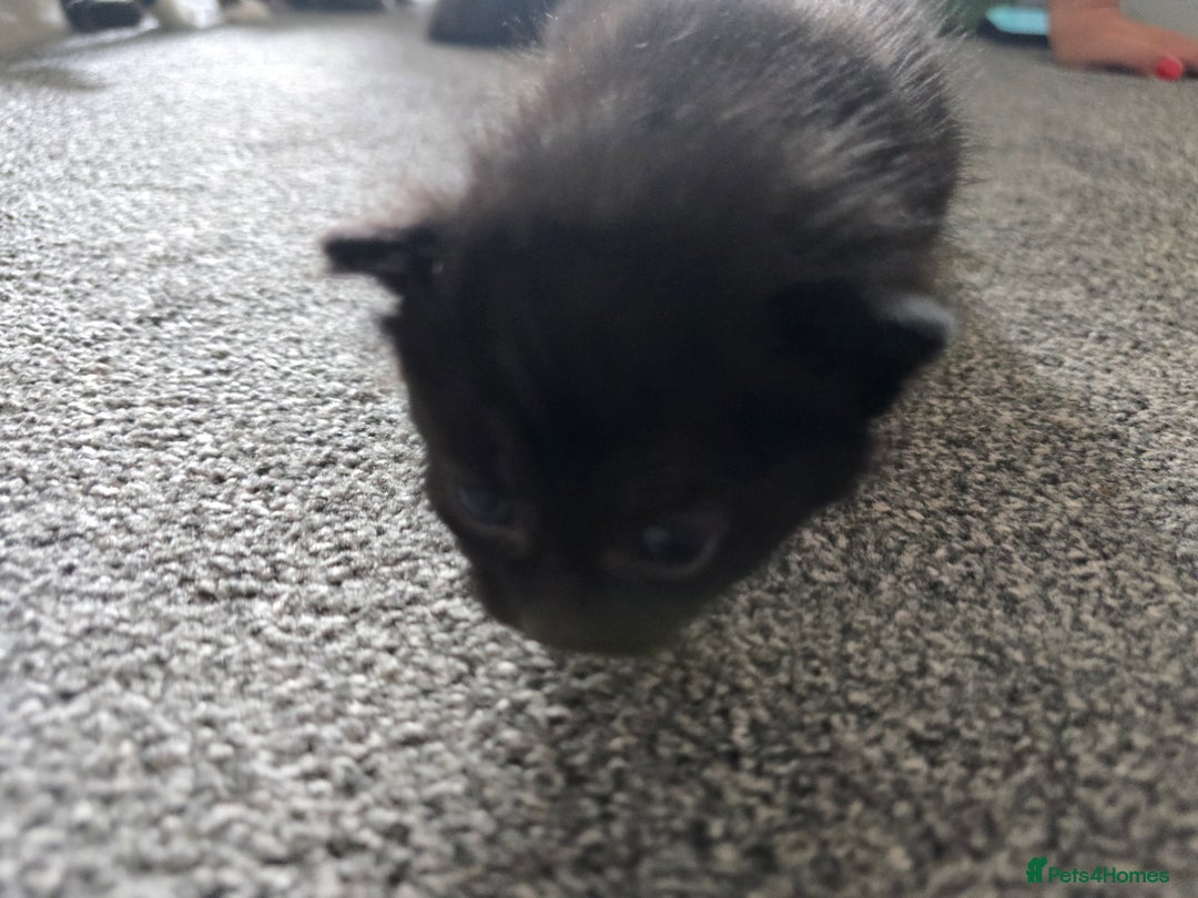 British Longhair cats for sale: 5 beautiful fluffy kittens – 4 girls, 1 boy - Image 6